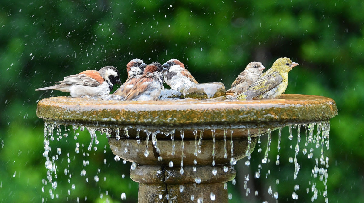 https://garden-fountains.com/cdn/shop/articles/shutterstock-1729628449_7f88db1c-a0b7-4982-87cd-f3deff548d37.jpg?v=1741695455&width=1200