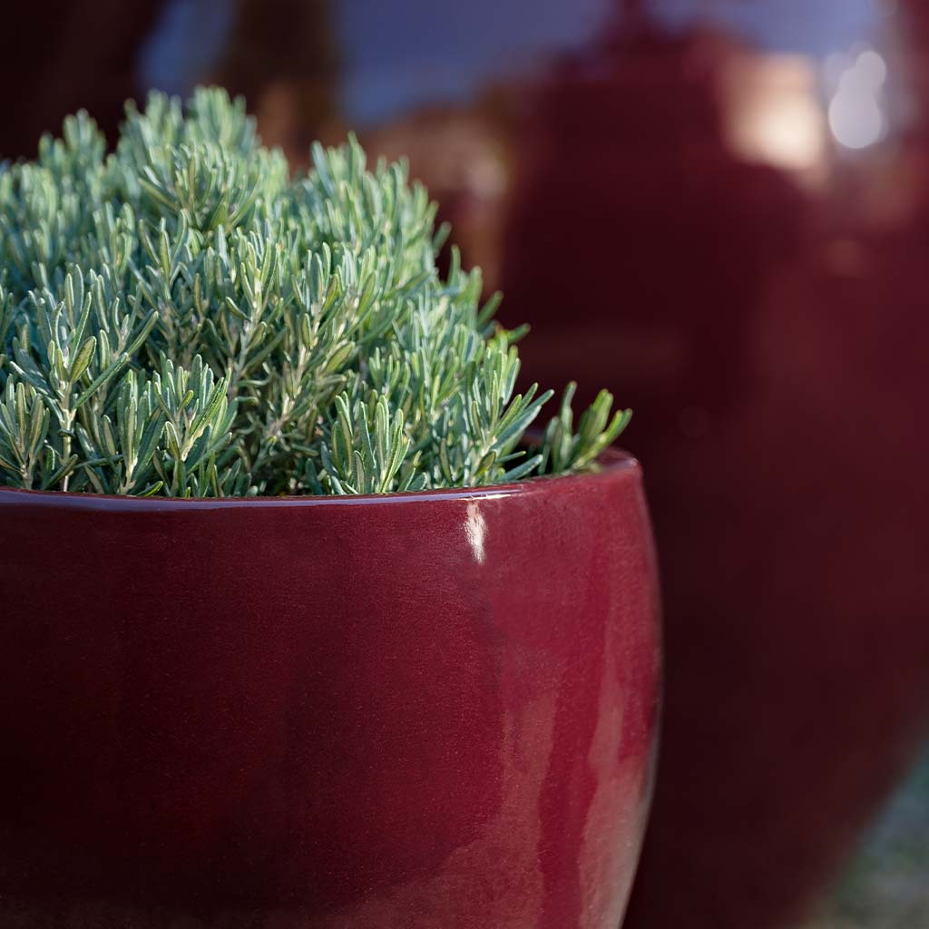 Cabachon Planter || Plum