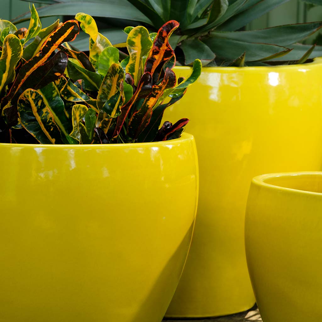 Cabachon Planter || Limon