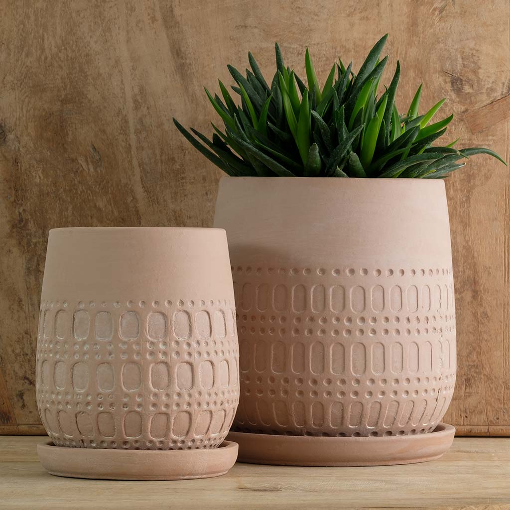 Mojave Planter || Shell
