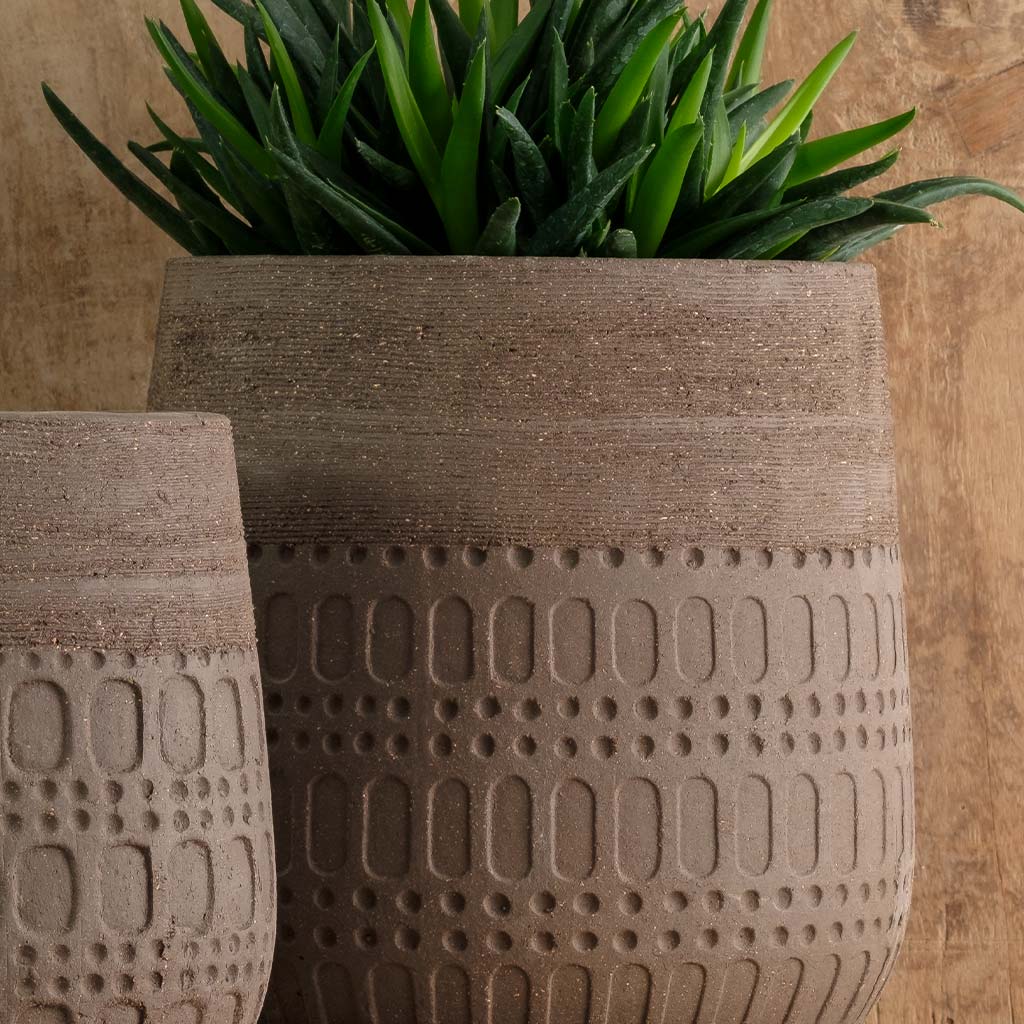 Mojave Planter || Carob