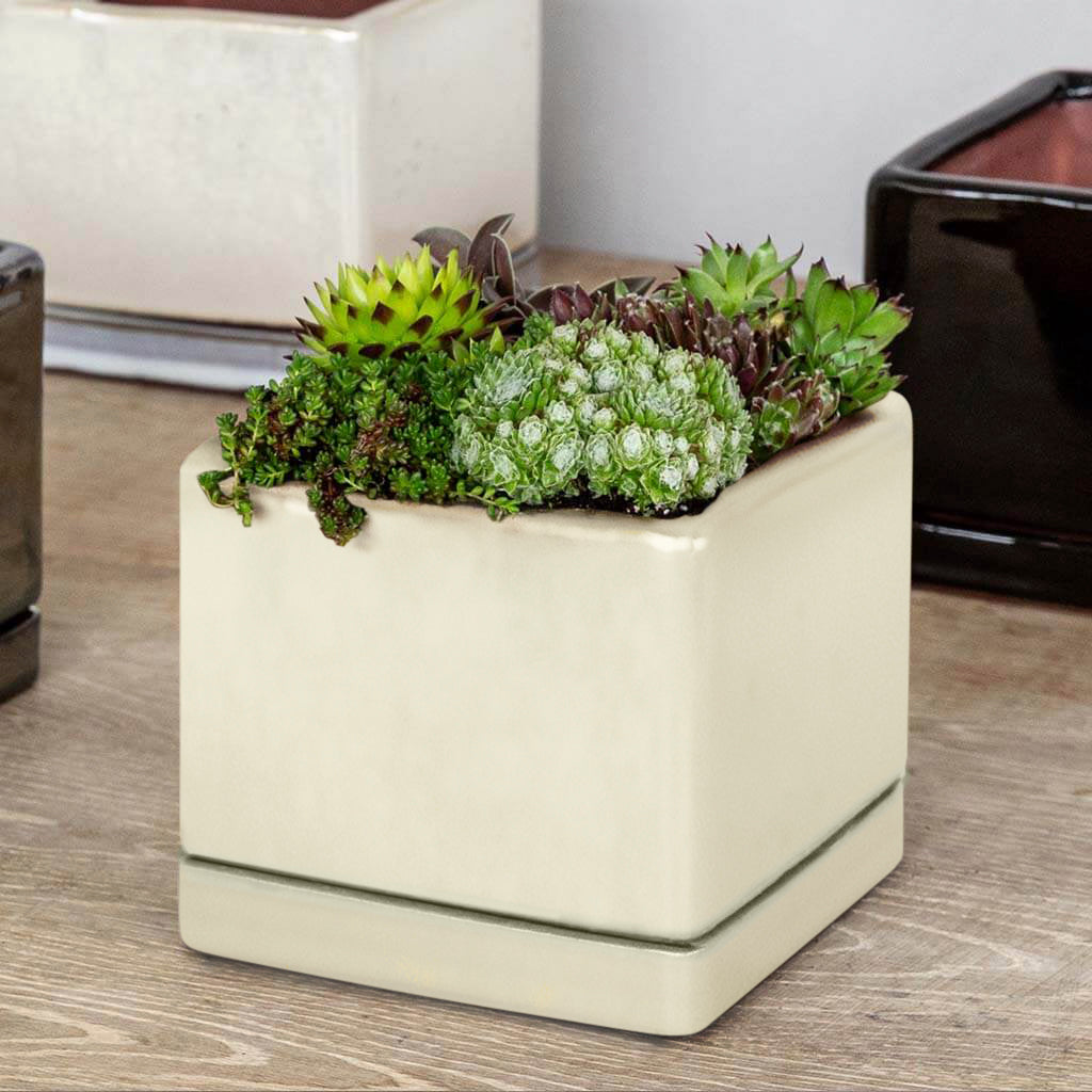 cube plant pots Campania International Glazed Pottery I/O Series Low Cube-(S/6) Cream
