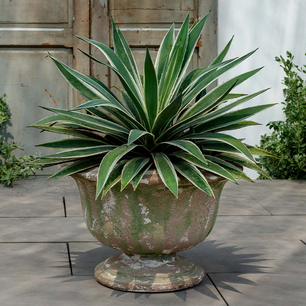 Margaux Urn (see color variant images) || Murano Fresco