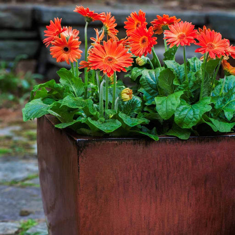 Blake Planter || Maple Red
