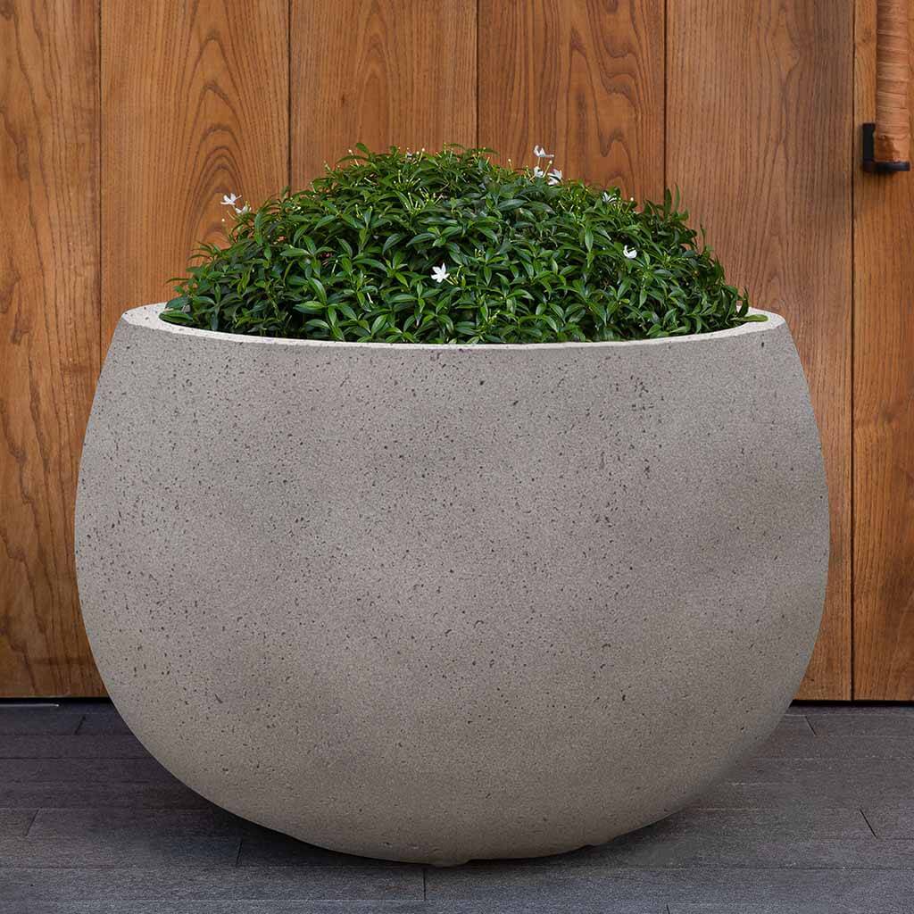 Norfolk Planter