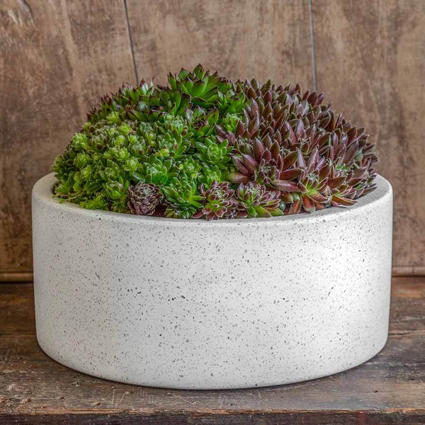 塊根植物・コーデックス The Landscapers DRY CYLINDER The Landscapers / DRY CYLINDER -Silver Daisy- / Wood & ガラス蓋