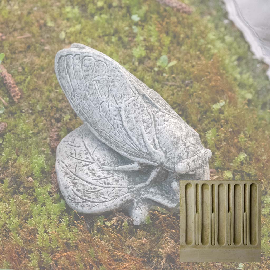 Cicada
