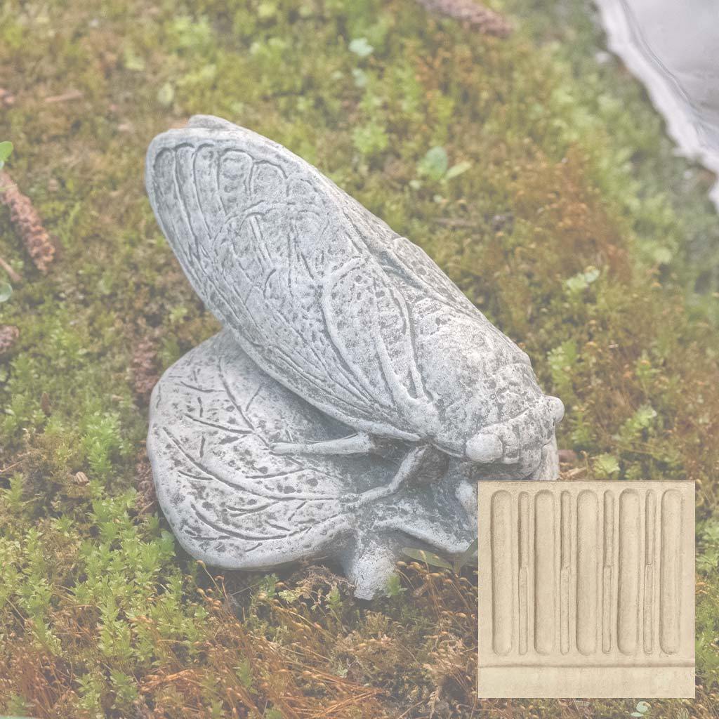 Cicada
