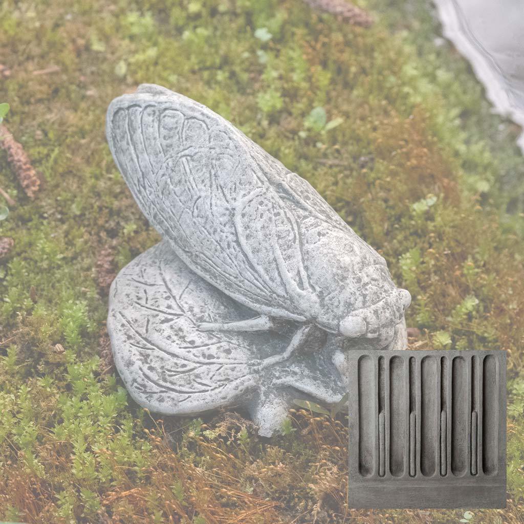 Cicada