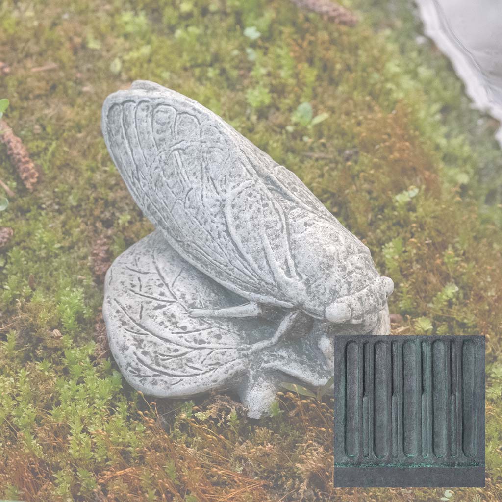 Cicada