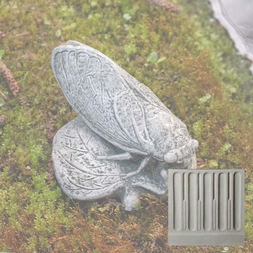 Cicada