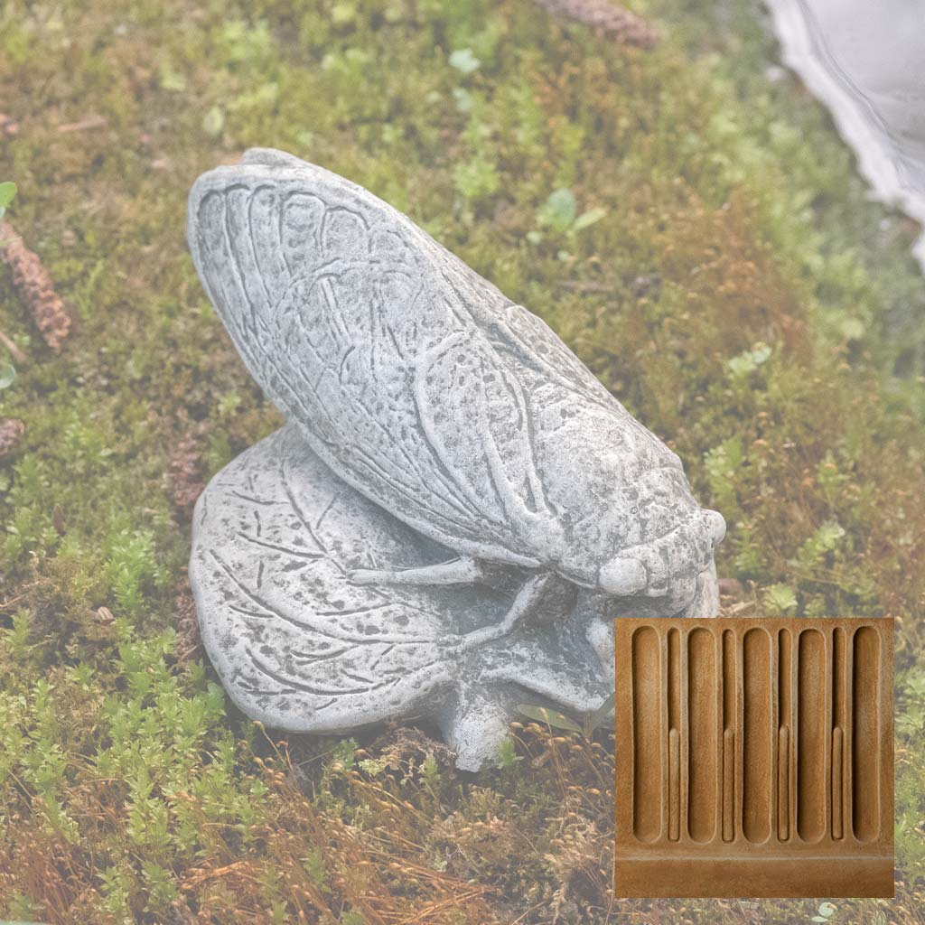 Cicada