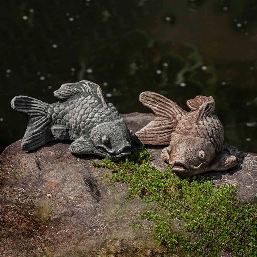 Coy Koi