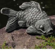 Coy Koi