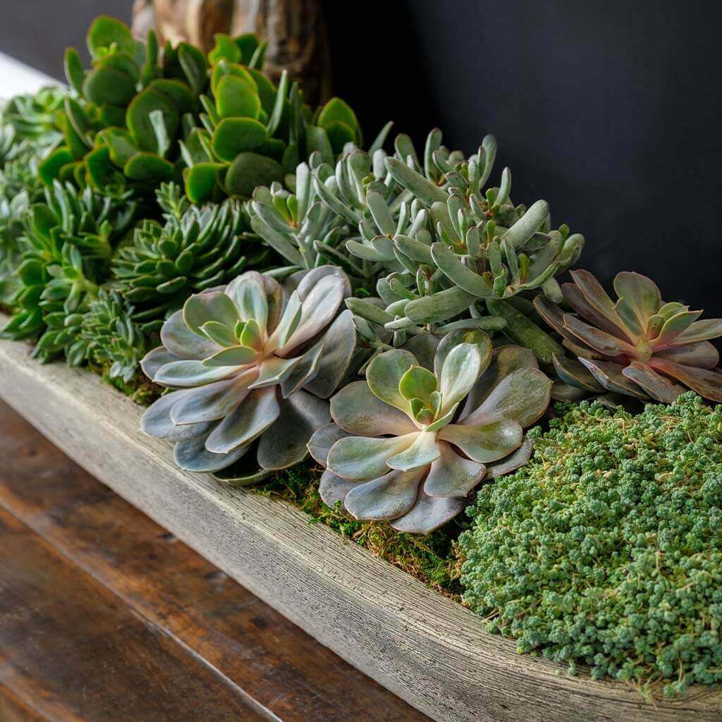 Campania International Barca Planter - Thumbnail 2