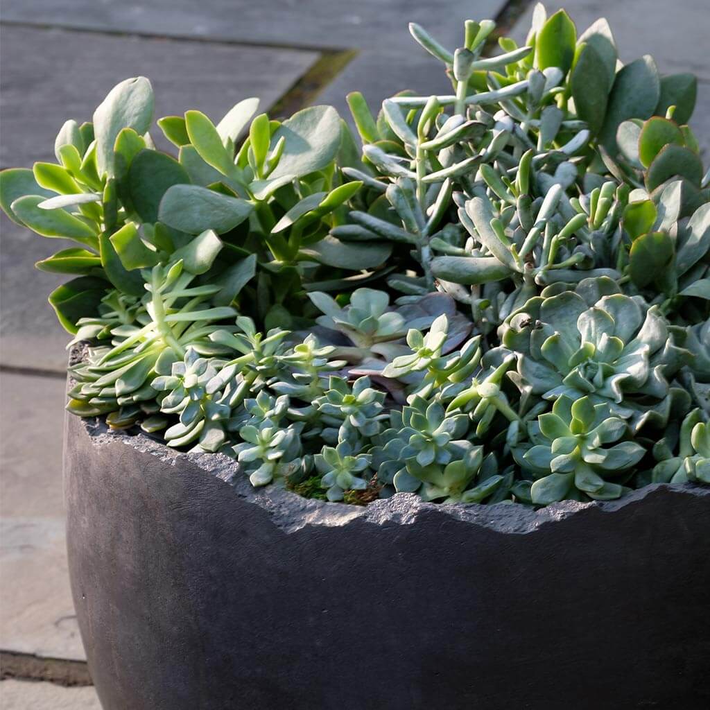 Broken Egg Planter - Grade AA