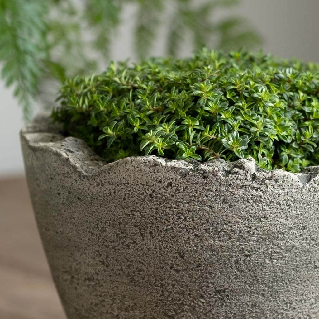 Broken Egg Planter, Mini