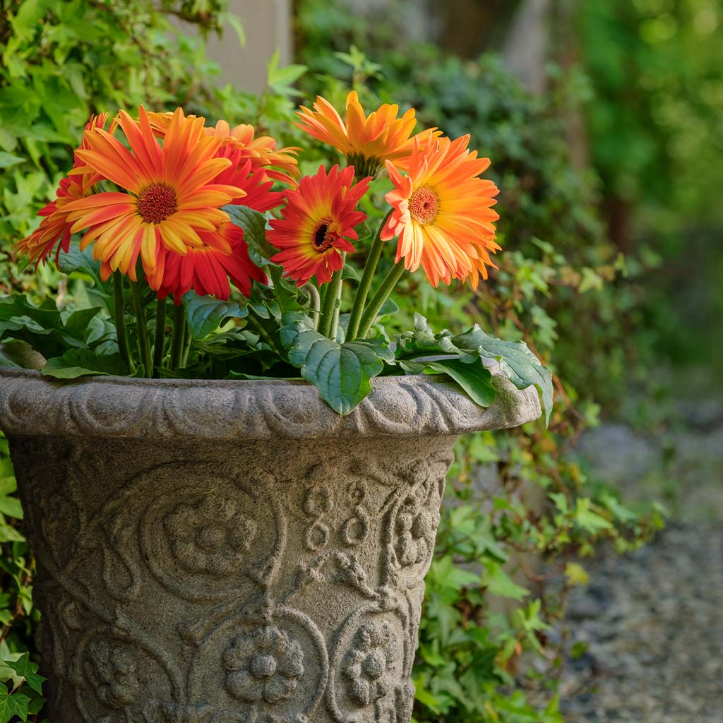 Minerva Planter