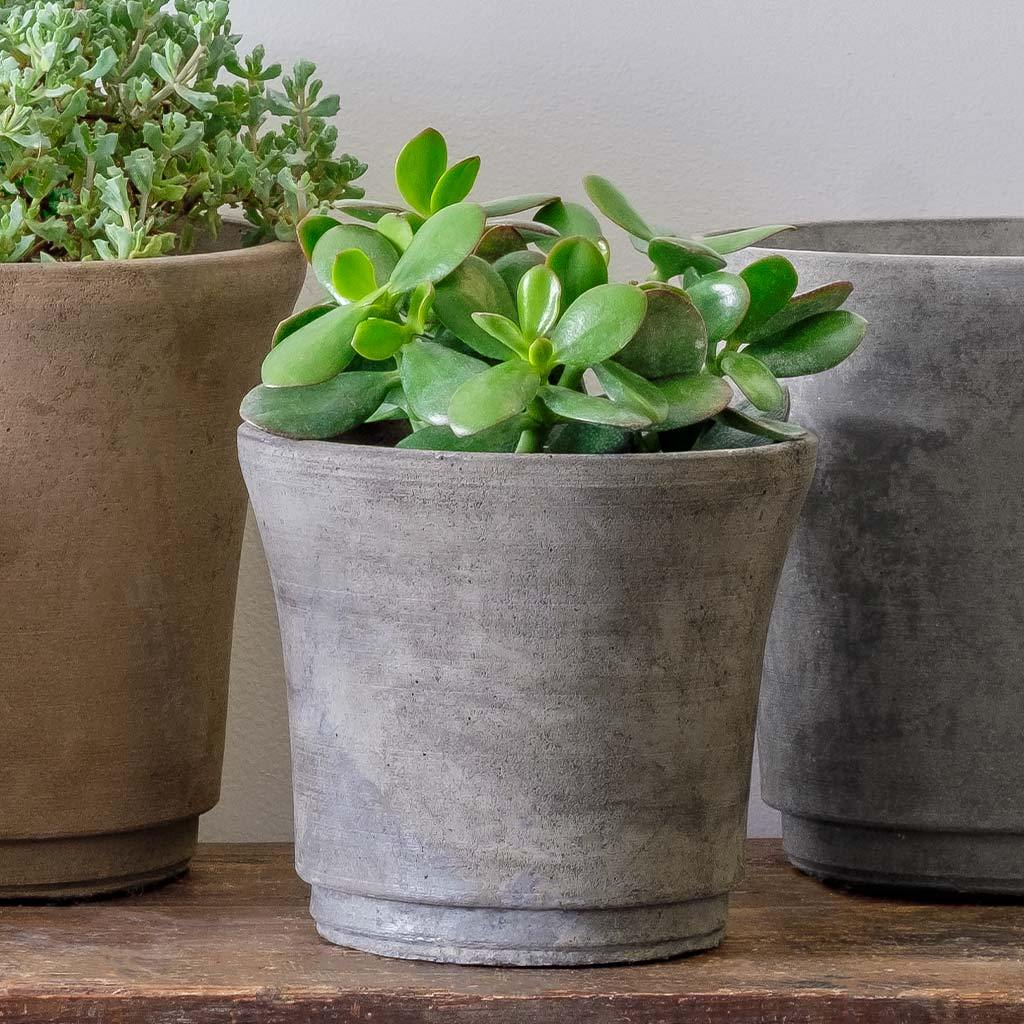 succulent cloche Cloche Planter - Extra Small - Grey | Campania International | Fountains & Outdoor Decor