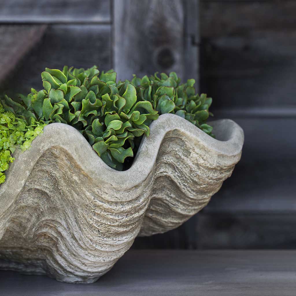 South Seas Shell Planter - Large